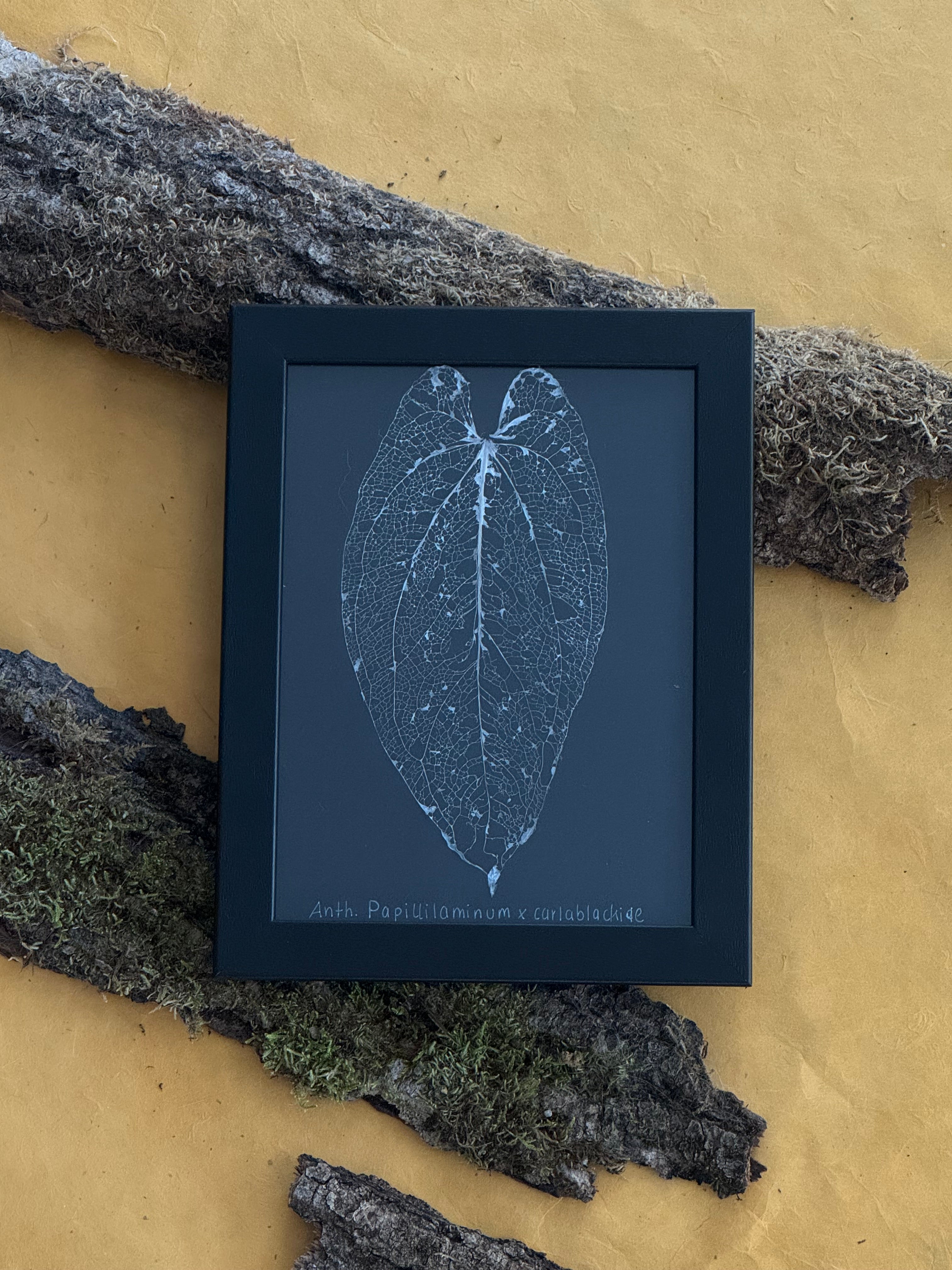Anthurium Papillilaminum x Carlablackiae