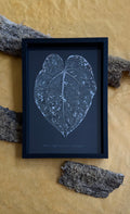 Anthurium Crystallinum x Dorayaki