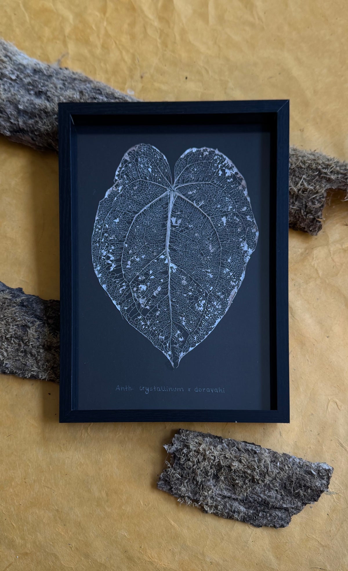 Anthurium Crystallinum x Dorayaki