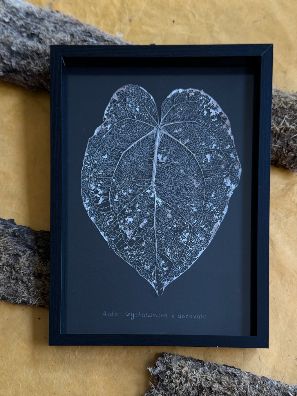 Anthurium Crystallinum x Dorayaki