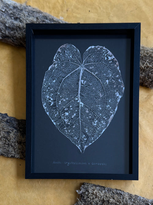 Anthurium Crystallinum x Dorayaki