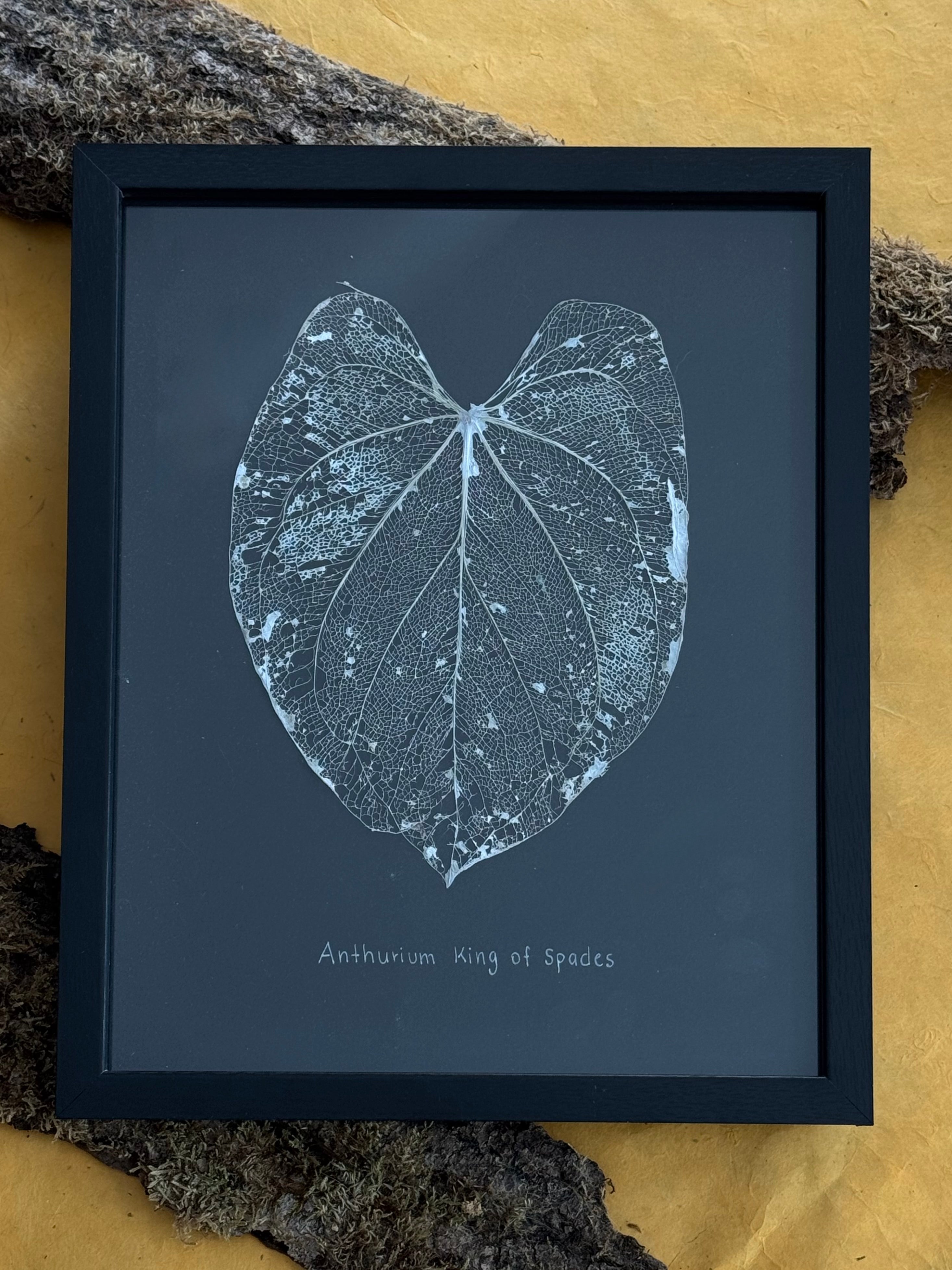 Anthurium King of Spades
