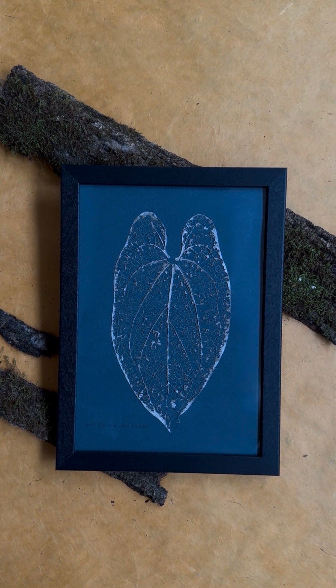 Anthurium RVDP