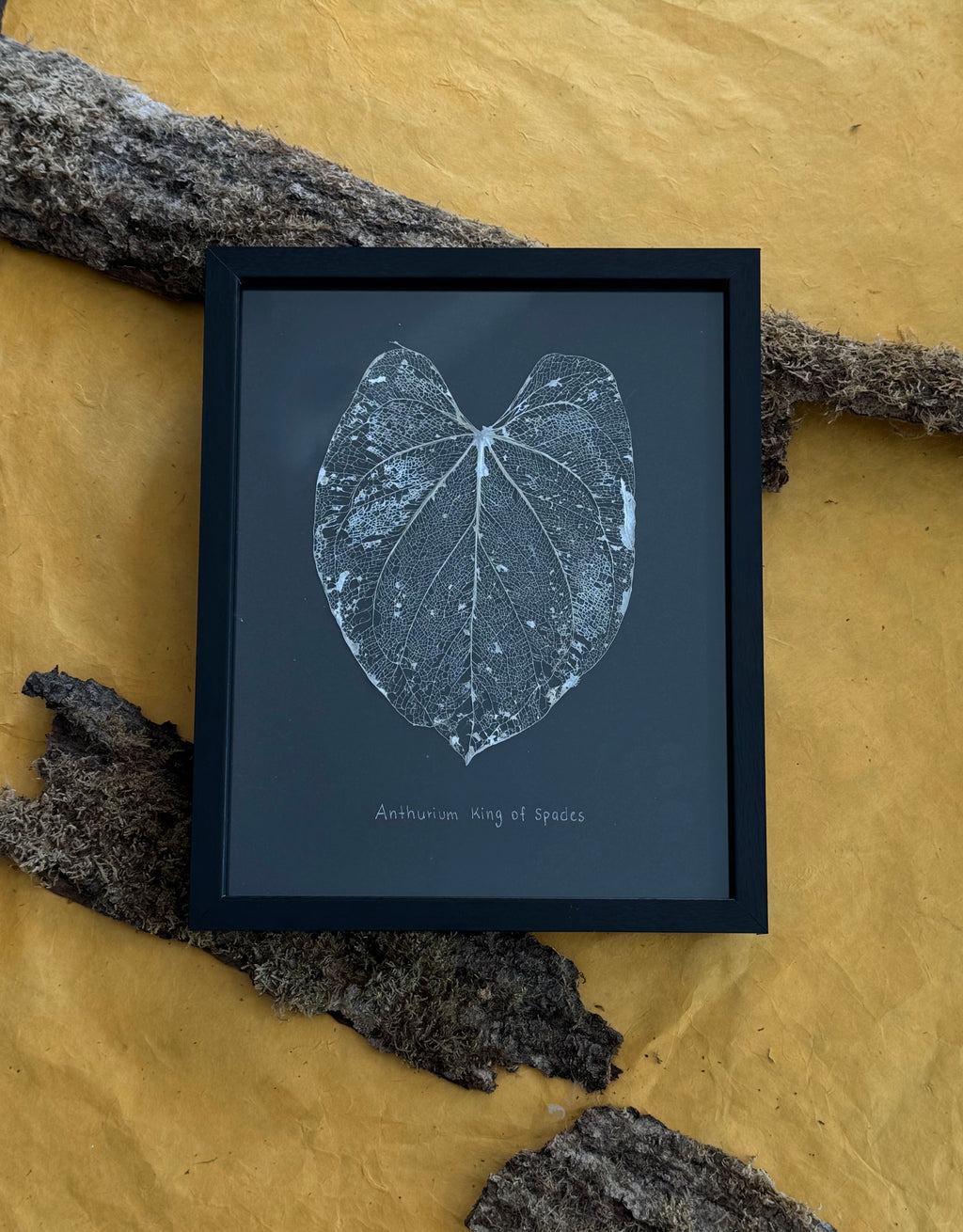 Anthurium King of Spades