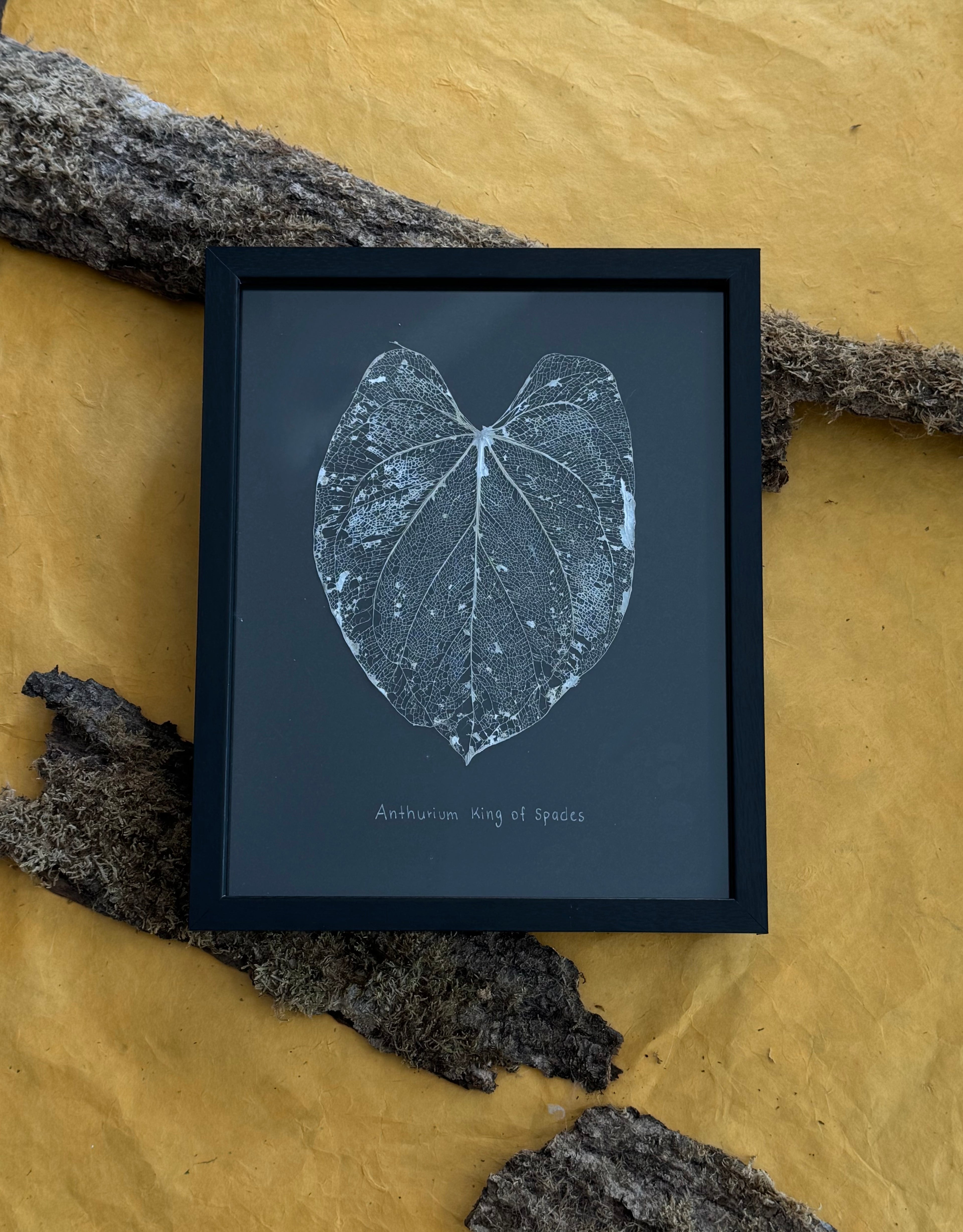Anthurium King of Spades