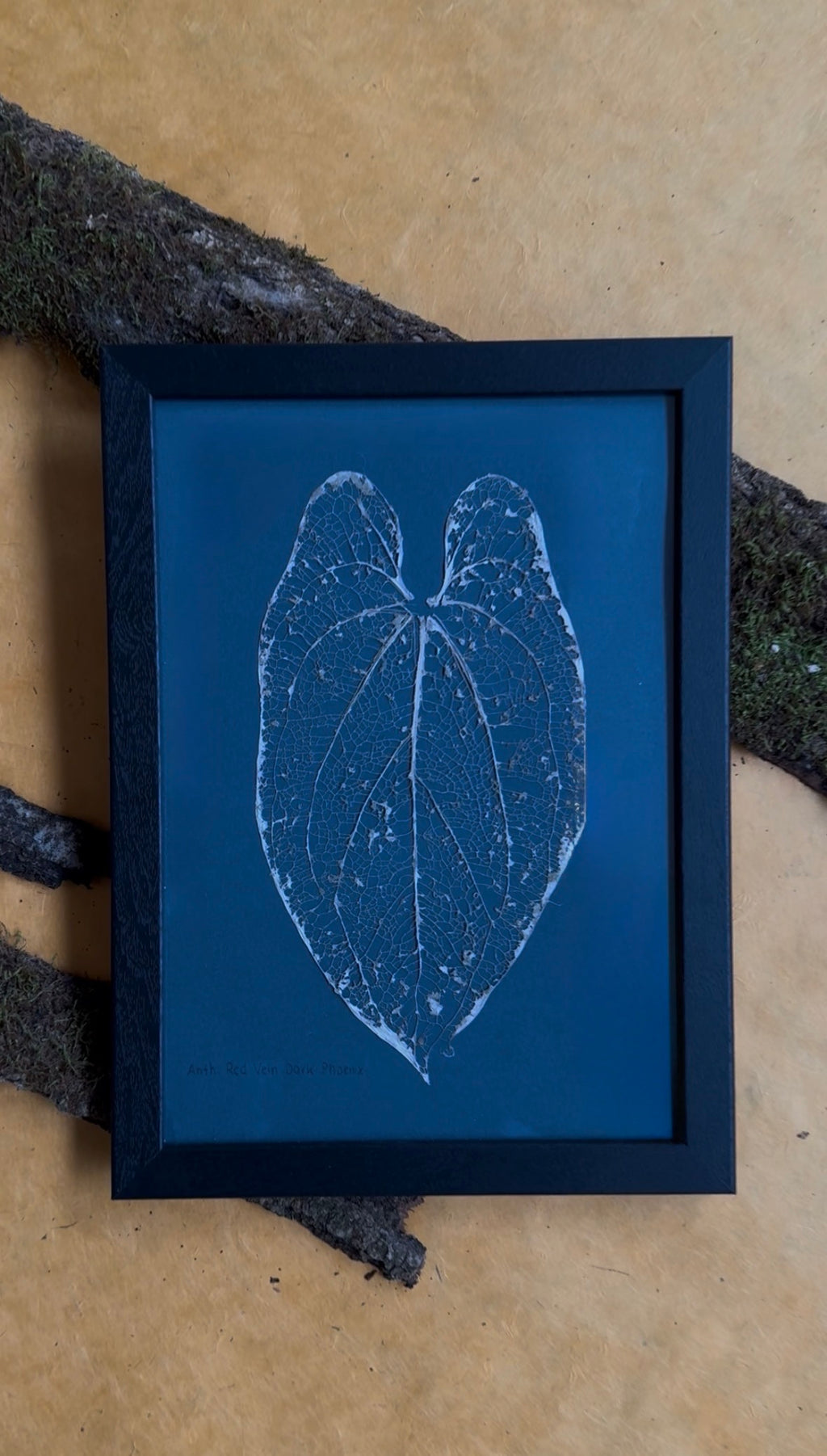 Anthurium RVDP