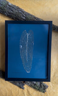 Anthurium Warocqueanum