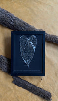Anthurium Bess black x Antolakii Round X Bess wide sinus
