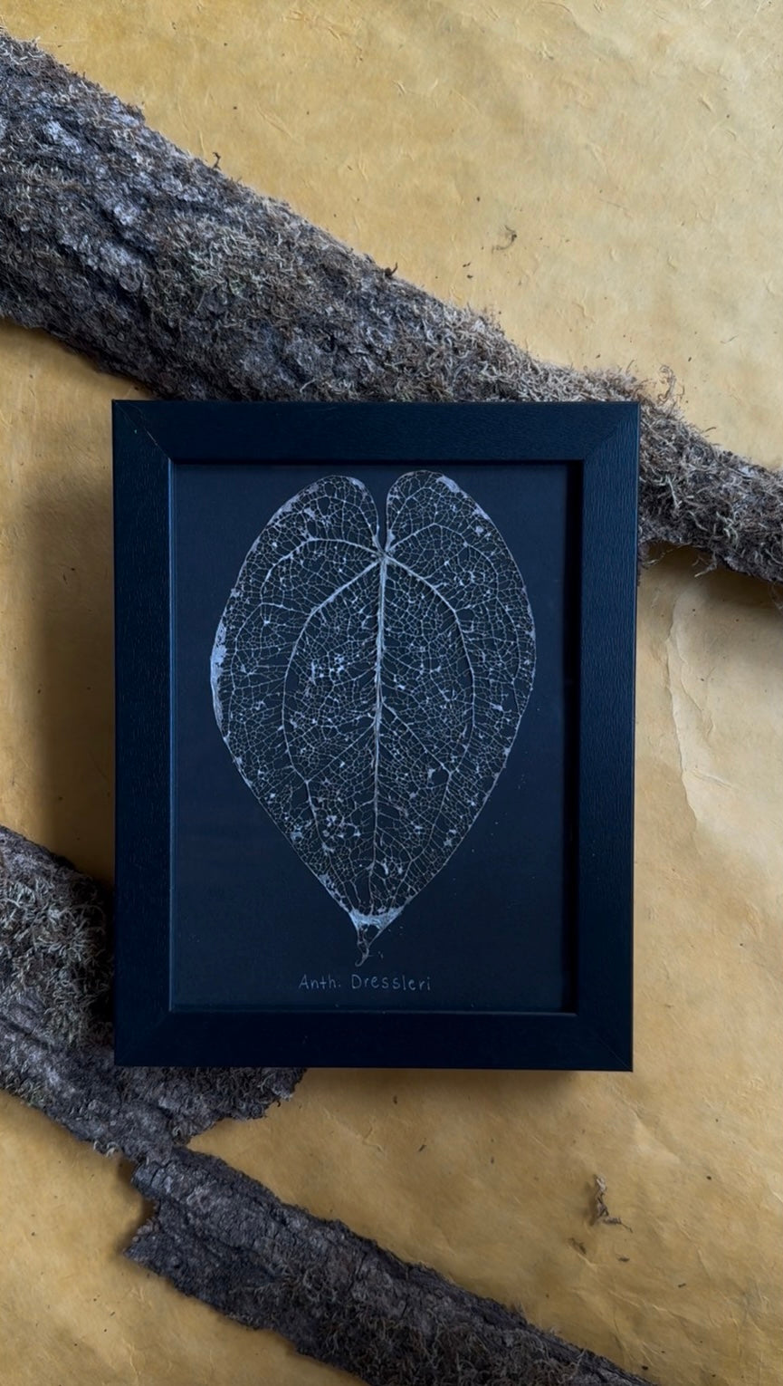 Anthurium Dressleri