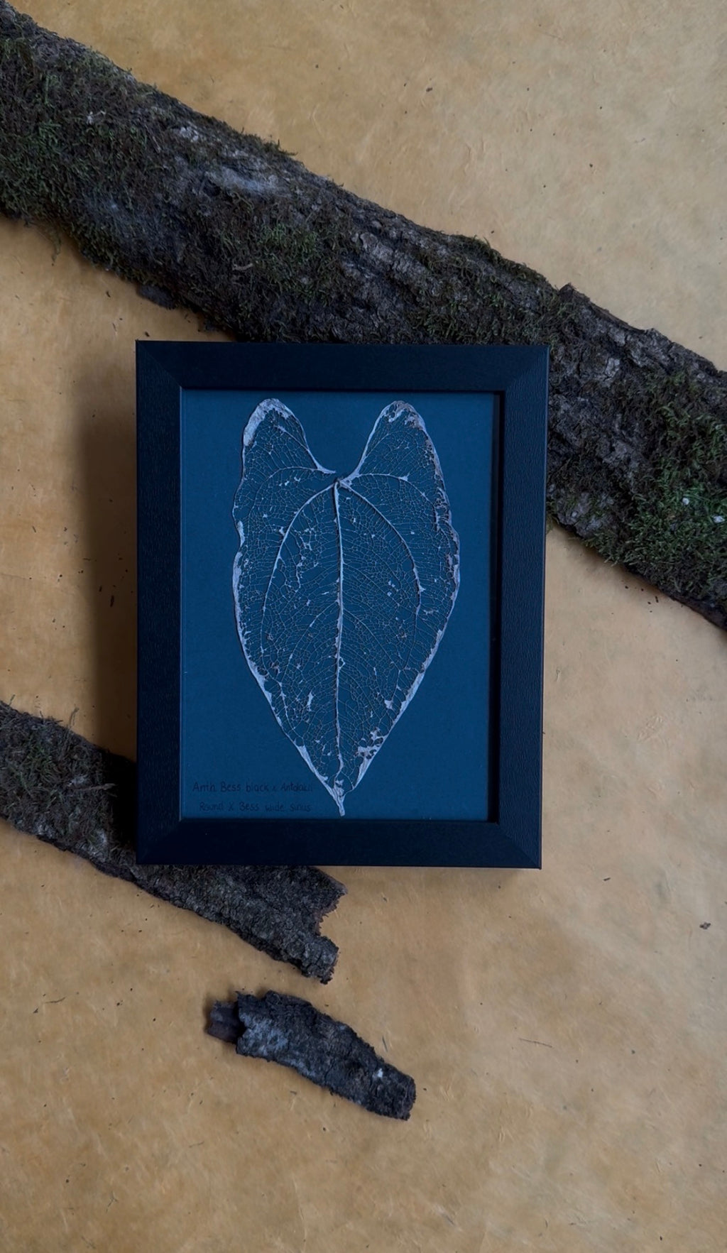 Anthurium Bess Block x Antolakii Round x Bess wide sinus