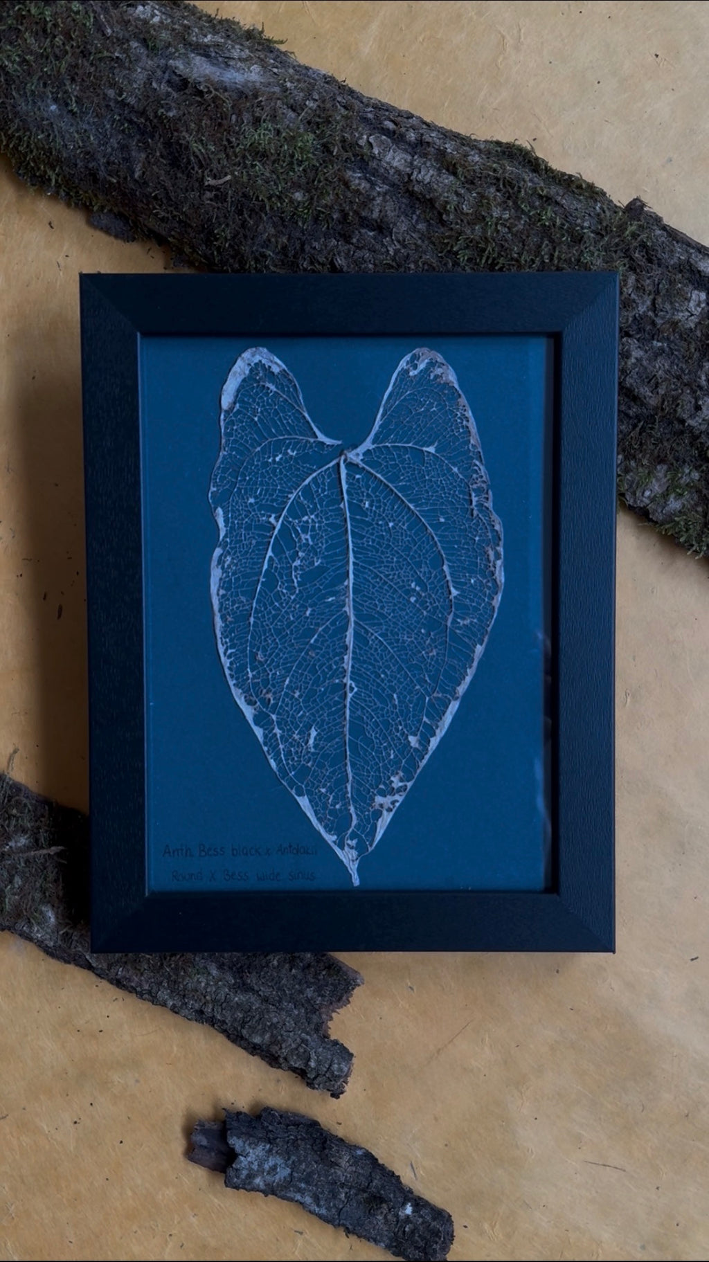 Anthurium Bess Block x Antolakii Round x Bess wide sinus