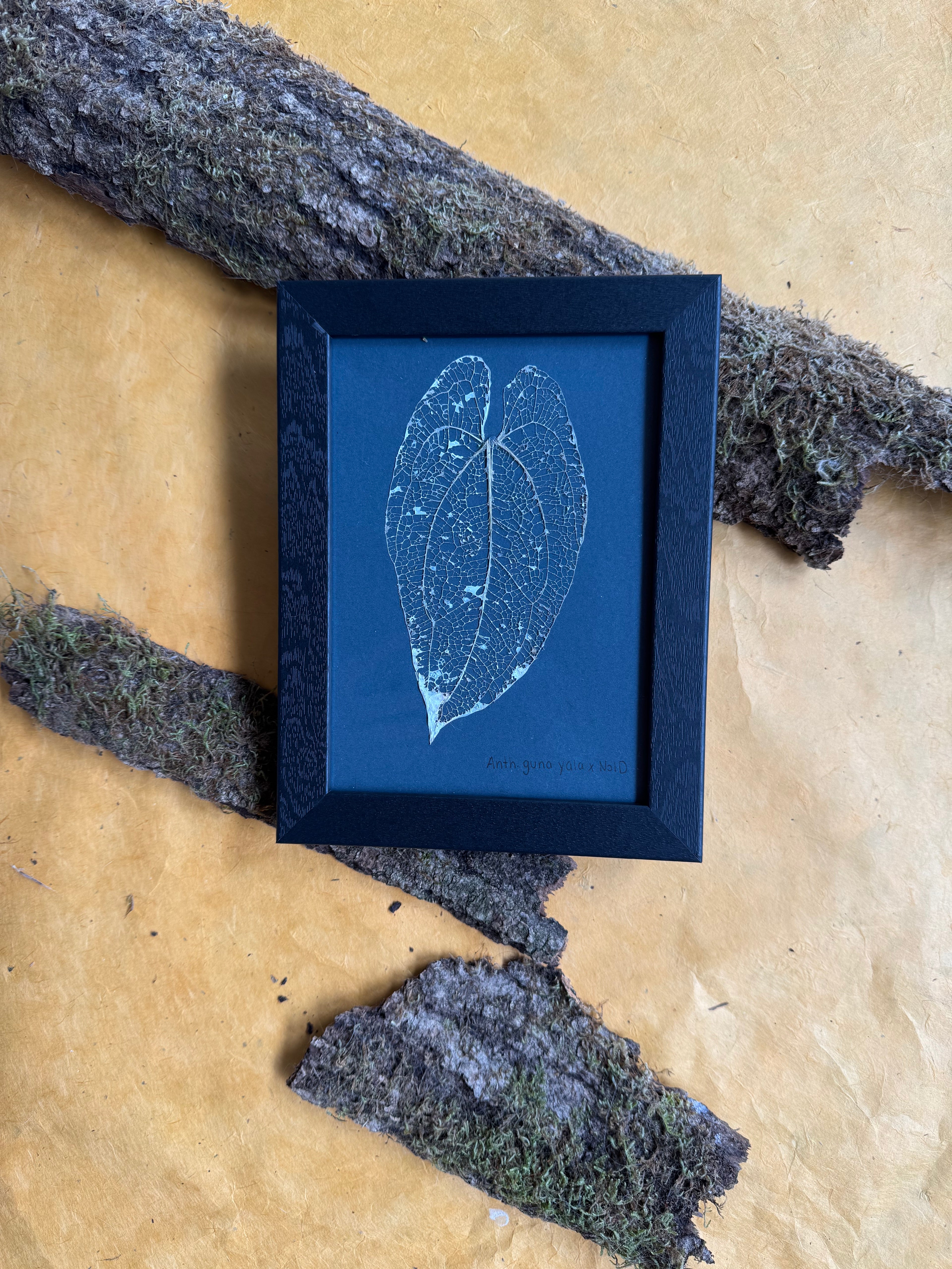 Anthurium Guna Yala x NoID